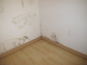 Come rimuovere le macchie di muffa dal muro arrangiamoci Problemi di muffa sui muri