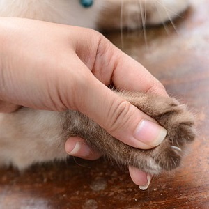 Tagliare le unghia al gatto