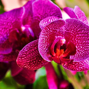 come curare le orchidee