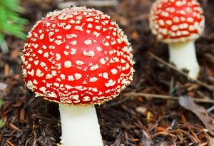come riconoscere i funghi