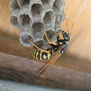 come eliminare le vespe