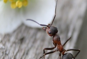 come eliminare le formiche dal giardino