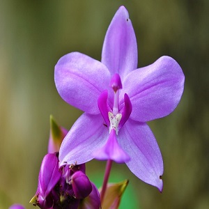 come potare le orchidee