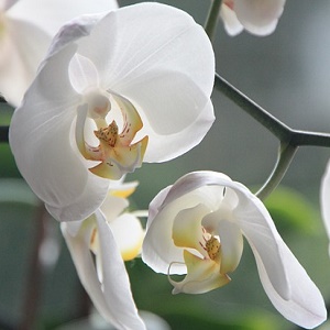 come coltivare le orchidee in vaso