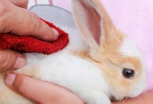 Lavare un coniglietto