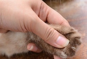 Tagliare le unghia al gatto