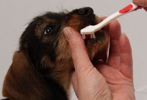 Come si lavano i denti al cane?