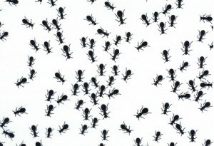 Come sbarazzarsi delle formiche in casa