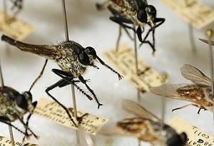 come allontanare le zanzare